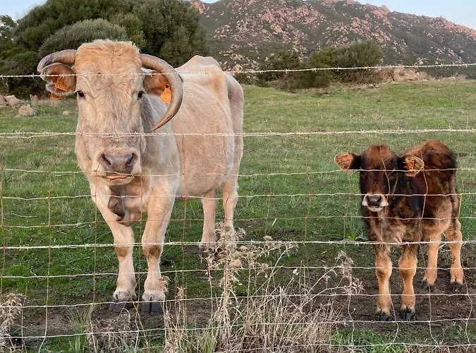 Superbe appartement neuf de haut standing Appartement Ajaccio (Corsica)