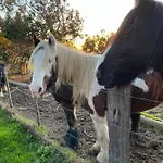 Vue Sanguinaires Avec Terrasse アパート