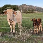 Vue Sanguinaires Avec Terrasse アパート アジャクシオ