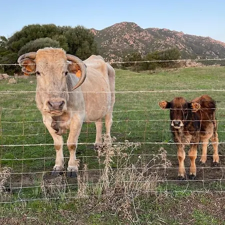 Superbe Neuf De Standing Apartment Ajaccio (Corsica)