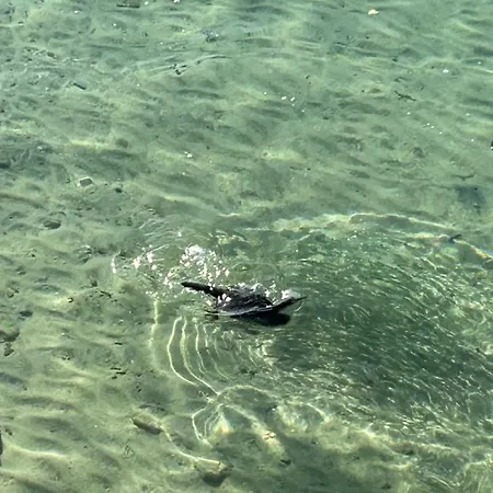 Appartamento Superbe Neuf De Standing Ajaccio (Corsica)