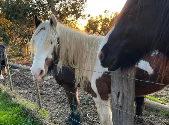 Appartement Vue Mer Ajaccio Sanguinaires Avec Terrasse Apartment