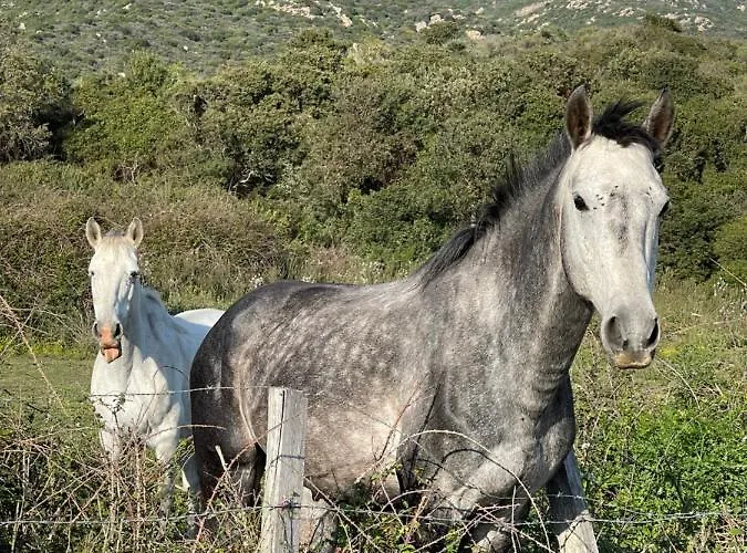 Apartment Appartement Vue Mer Ajaccio Sanguinaires Avec Terrasse