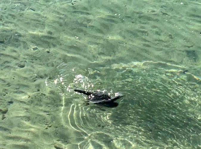 Apartment Appartement Vue Mer Ajaccio Sanguinaires Avec Terrasse Ajaccio (Corsica)